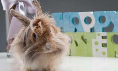 Der Osterhase im Experteninterview: Antworten auf alle Fragen rund um